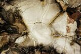 Petrified Black Ash (Fraxinus) Slab - McDermitt, Oregon #112027-1